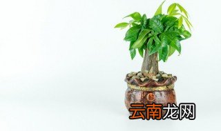 室内种什么植物招财又旺宅 客厅养什么植物招财又旺宅