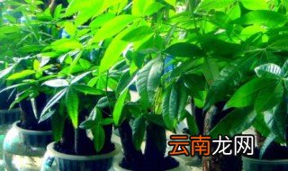 八种植物招财又旺宅财又旺宅的植物 哪八种植物招财又旺宅