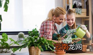 客厅植物招财又旺宅 客厅植物旺财