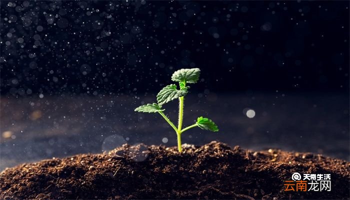 茨菇是什么 茨菇是什么植物