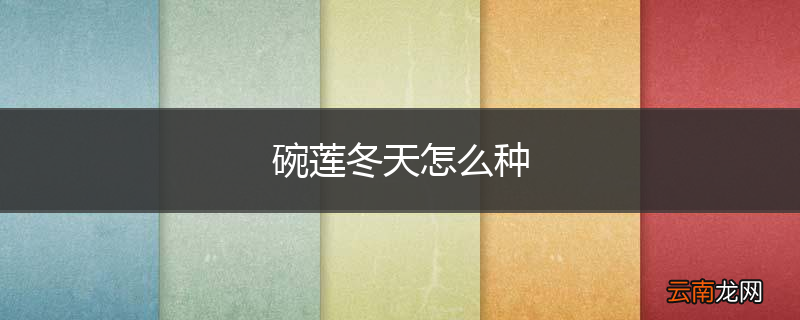 碗莲冬天怎么种
