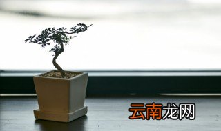 十种旺财又旺宅的大型植物 招财又旺宅的绿色植物