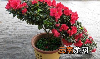 招财又旺宅的鲜花 什么花招财又旺宅