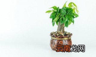 家里摆房招财又旺宅，家里想摆个招财镇宅的