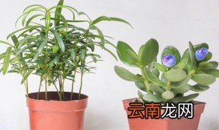 珍稀动物植物有哪些 珍稀动植物有哪些