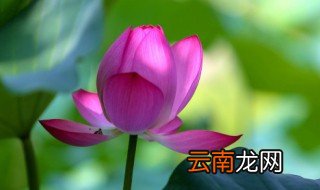 濒危植物有哪些 濒危植物有哪些图片