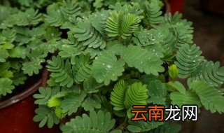 神奇有趣的植物有哪些 有趣的的植物