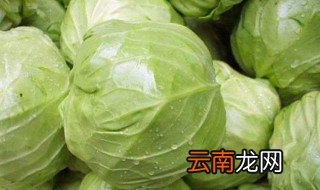 包菜什么时候种植 牛心包菜什么时候种植