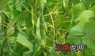四季豆种植什么时候开始 四季豆种植什么时候开始修剪