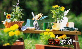 最能招财旺财的植物有哪些 这八种植物招财又旺宅