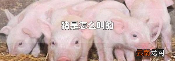 猪是怎么叫的