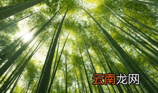 镇宅又旺财的树 招财又旺宅的树