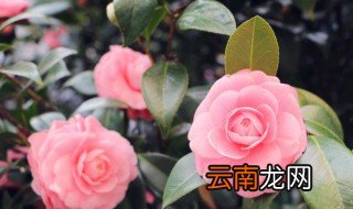 八种植物招财又旺宅 十二种招财又旺宅的花卉