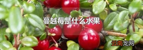 蔓越莓是什么水果