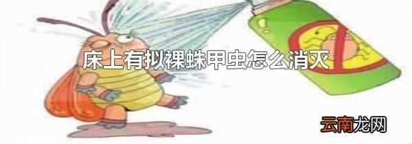 床上有拟裸蛛甲虫怎么消灭