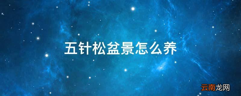 五针松盆景怎么养