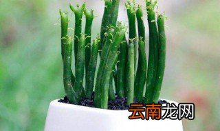 如何让光棍树分叉 让光棍树分叉的方法