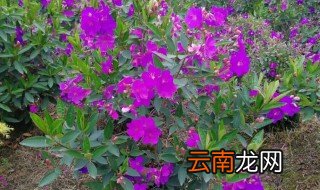 角茎野牡丹的养殖方法 角茎野牡丹如何养护