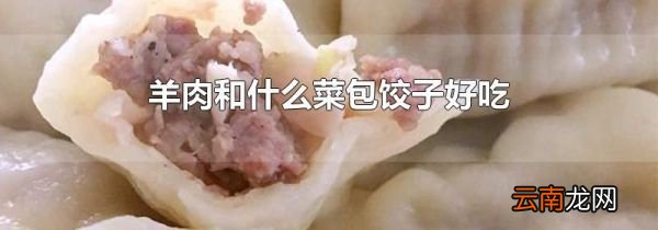 羊肉和什么菜包饺子好吃