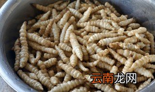 螺丝菜是什么样的 螺丝菜相关介绍
