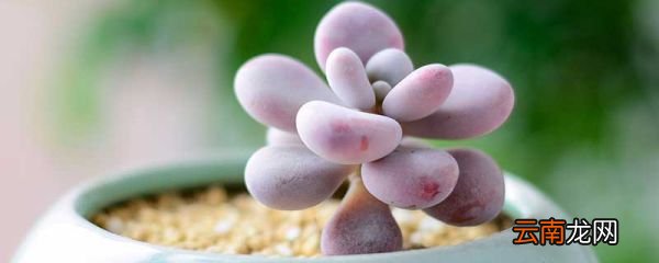 多肉植物品种 多肉植物有哪些品种