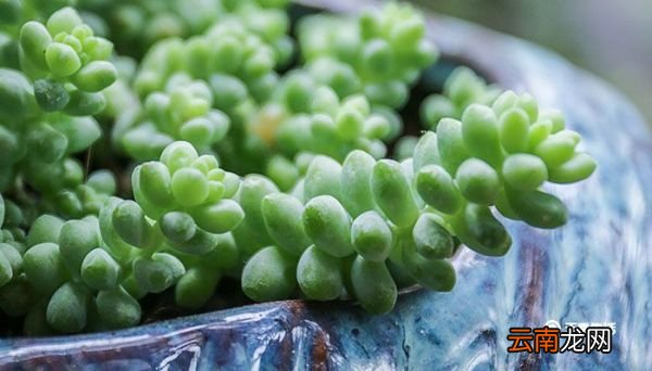 多肉植物品种 多肉植物有哪些品种