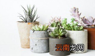 白熊多肉的养殖方法 白熊多肉怎么养殖