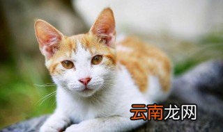 猫的特点描写 猫的特点怎么描写