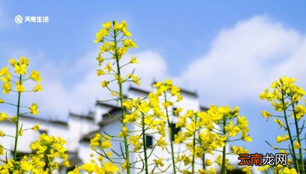 九月开什么花 九月开什么花的季节