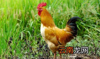 公鸡的外形特点描写 公鸡的外形特点