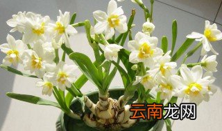 水仙花能放室内吗 水仙花能不能放室内