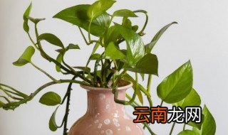 绿萝叶子剪掉还会长吗 绿萝叶子剪掉还会不会长