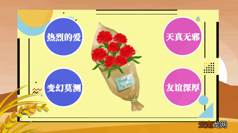 康乃馨花语和寓意 康乃馨花语和寓意是什么