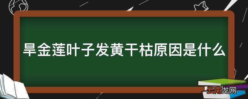 旱金莲叶子发黄干枯原因是什么