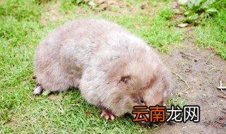 竹鼠是国家保护动物吗 竹鼠是保护野生动物吗