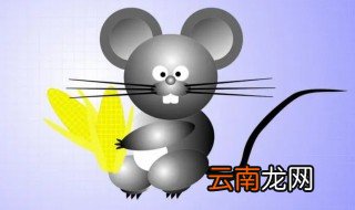 老鼠是不是保护动物 芒鼠是保护动物吗
