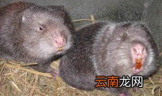 竹鼠算不算保护动物 野生竹鼠是保护动物吗