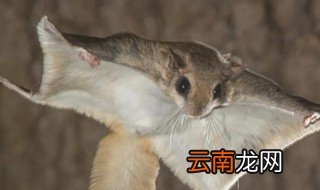 飞老鼠是不是国家保护动物 飞鼠是国家保护动物吗