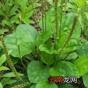 看看车前草可以治疗的疾病