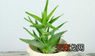 芦荟可以水培养殖吗 芦荟可不可以水培养殖