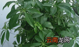 鸭脚木和七叶莲的区别 鸭脚木和七叶莲的区别是什么
