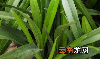 兰花复壮需要什么时候 兰花复壮啥时间最好