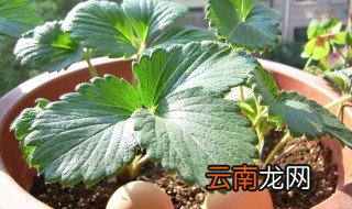 盆栽贝壳花的繁育方法有哪些 盆栽贝壳花有什么繁育方法