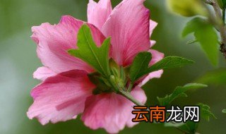 木棉与木槿是同一种植物吗 木棉与木槿是不是同一种植物