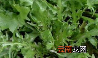 荠菜不焯水可以吃吗 荠菜不焯水可不可以吃