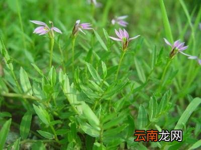 半边莲的药用功效有哪些