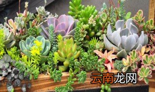 多肉植物的秋季管理 多肉植物秋季管理方法