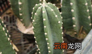 量天尺如何修剪 量天尺修剪方法