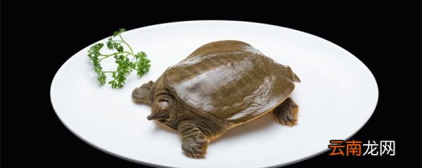 甲鱼最喜欢吃什么食物 甲鱼的营养价值
