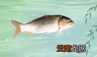 鲤鱼肉是红色的正常吗 鲤鱼肉是红色是不是正常的